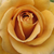 Rumena - Grandiflora - floribunda vrtnice - Honey Dijon